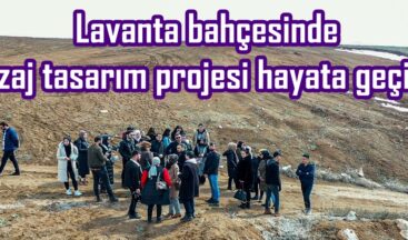Lavanta bahçesinde peyzaj tasarım projesi hayata geçiyor.