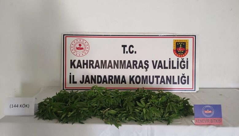 Elbistan’da Kenevir Operasyonu!