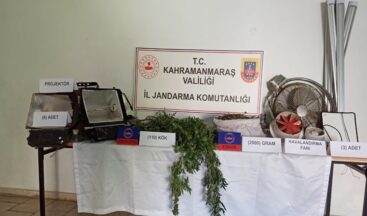 Elbistan’da Kenevir ele geçirildi.