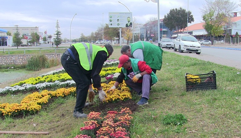 Elbistan, kasımpatı çiçekleri ile renklendirildi.