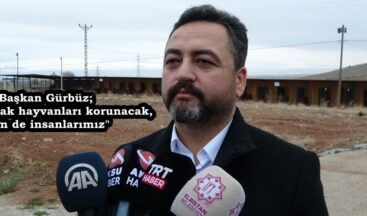 Başkan Gürbüz; “Hem sokak hayvanları korunacak, hem de insanlarımız”