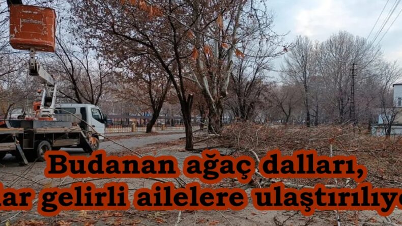 Budanan ağaç dalları, dar gelirli ailelere ulaştırılıyor.
