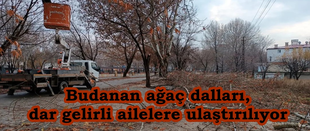 Budanan ağaç dalları, dar gelirli ailelere ulaştırılıyor.