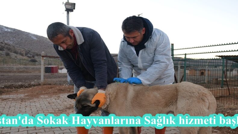Elbistan’da Sokak Hayvanlarına Sağlık hizmeti başladı.