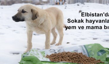 Elbistan’da Sokak hayvanları için yem ve mama bırakıldı.