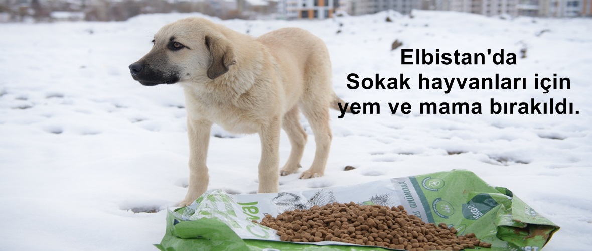 Elbistan’da Sokak hayvanları için yem ve mama bırakıldı.