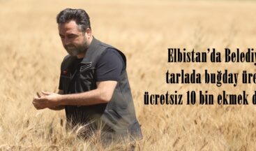 Elbistan’da Belediyesi tarlada buğday üretip, ücretsiz 10 bin ekmek dağıtıyor.