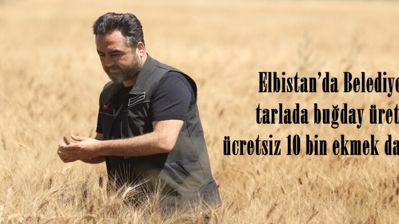 Elbistan’da Belediyesi tarlada buğday üretip, ücretsiz 10 bin ekmek dağıtıyor.