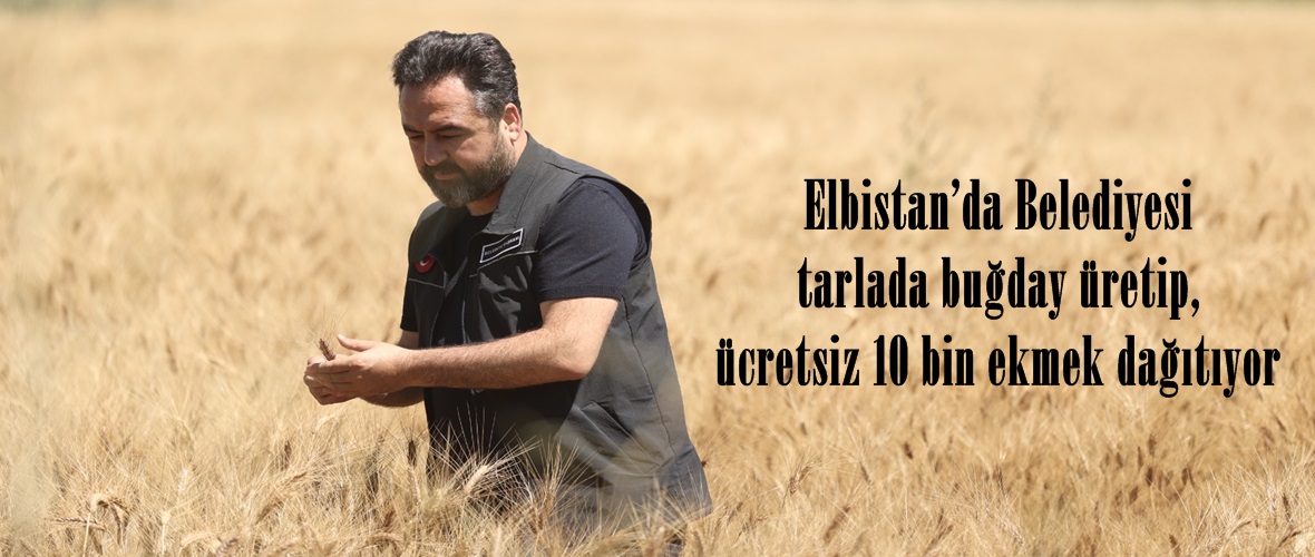 Elbistan’da Belediyesi tarlada buğday üretip, ücretsiz 10 bin ekmek dağıtıyor.