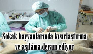 Sokak hayvanlarında kısırlaştırma ve aşılama devam ediyor.