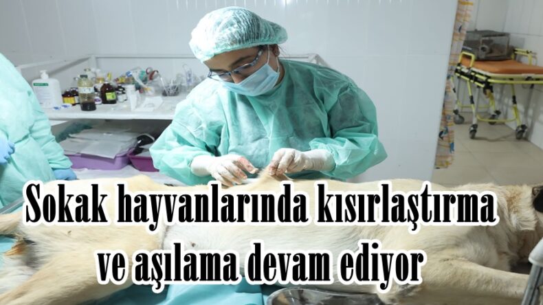 Sokak hayvanlarında kısırlaştırma ve aşılama devam ediyor.