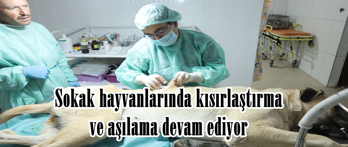 Sokak hayvanlarında kısırlaştırma ve aşılama devam ediyor.