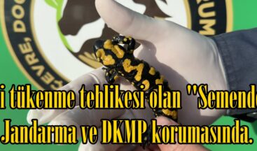 Nesli tükenme tehlikesi olan “Semender” Jandarma ve DKMP korumasında.