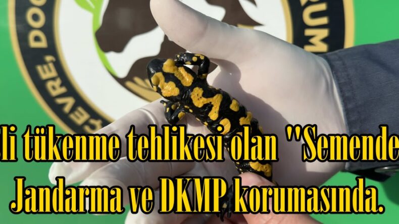 Nesli tükenme tehlikesi olan “Semender” Jandarma ve DKMP korumasında.