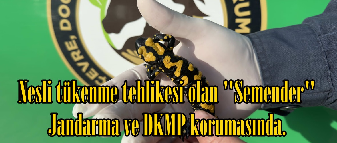 Nesli tükenme tehlikesi olan “Semender” Jandarma ve DKMP korumasında.