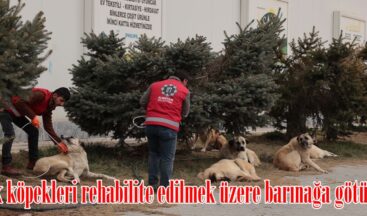 Sokak köpekleri rehabilite edilmek üzere barınağa götürülüyor.