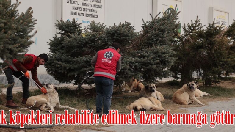 Sokak köpekleri rehabilite edilmek üzere barınağa götürülüyor.