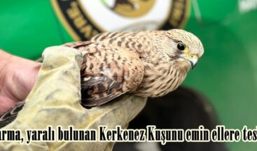 Jandarma, yaralı bulunan Kerkenez Kuşunu emin ellere teslim etti.