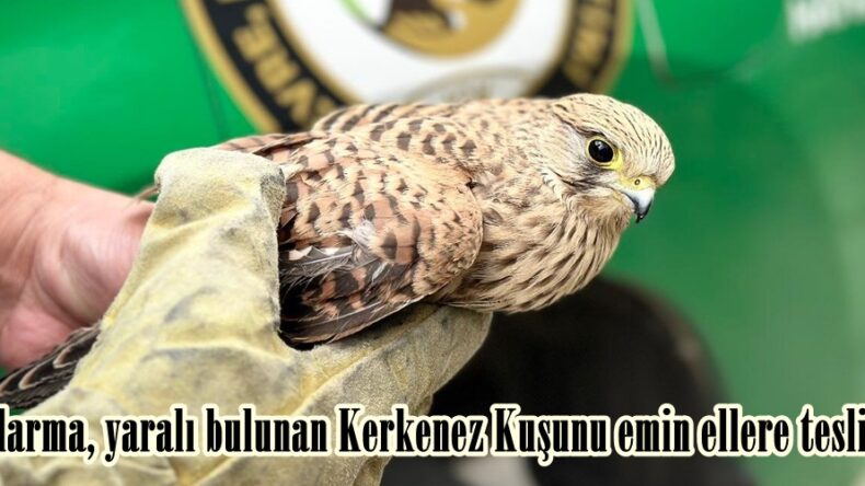 Jandarma, yaralı bulunan Kerkenez Kuşunu emin ellere teslim etti.