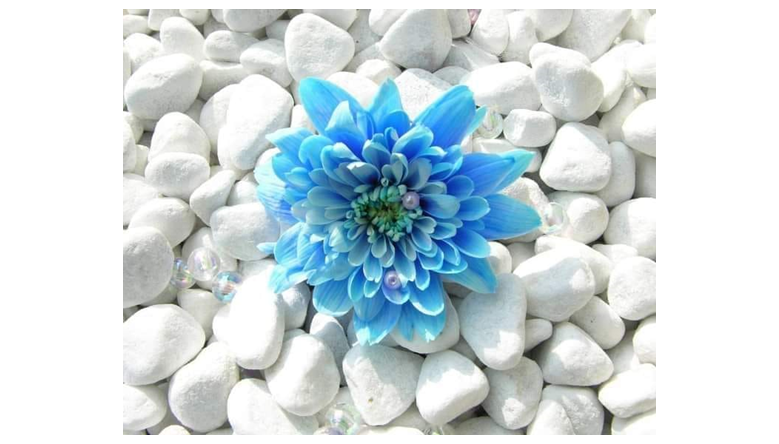 BİR TÜRKÜ DEĞDİ GÖNÜL TELİME