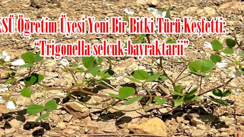 KSÜ Öğretim Üyesi Yeni Bir Bitki Türü Keşfetti: “Trigonella selcuk-bayraktarii”