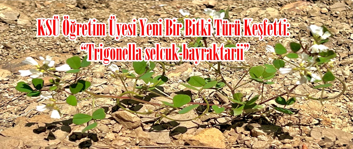 KSÜ Öğretim Üyesi Yeni Bir Bitki Türü Keşfetti: “Trigonella selcuk-bayraktarii”