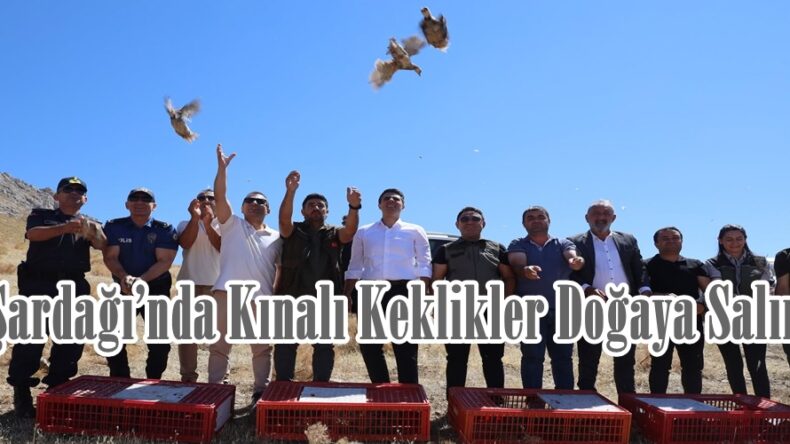 Şardağı’nda Kınalı Keklikler Doğaya Salındı.