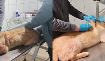 Elbistan Belediyesi Hayvan Barınağı ekiplerinden yaralı köpeğe anında müdahale!