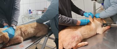 Elbistan Belediyesi Hayvan Barınağı ekiplerinden yaralı köpeğe anında müdahale!