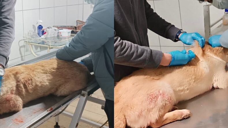 Elbistan Belediyesi Hayvan Barınağı ekiplerinden yaralı köpeğe anında müdahale!